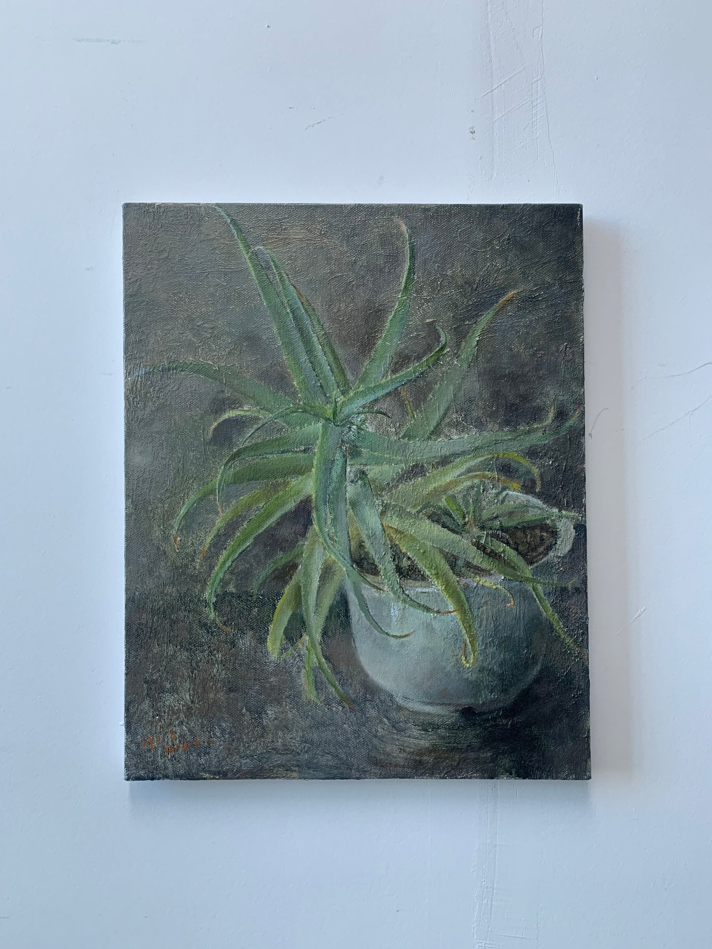 The Quiet Aloe