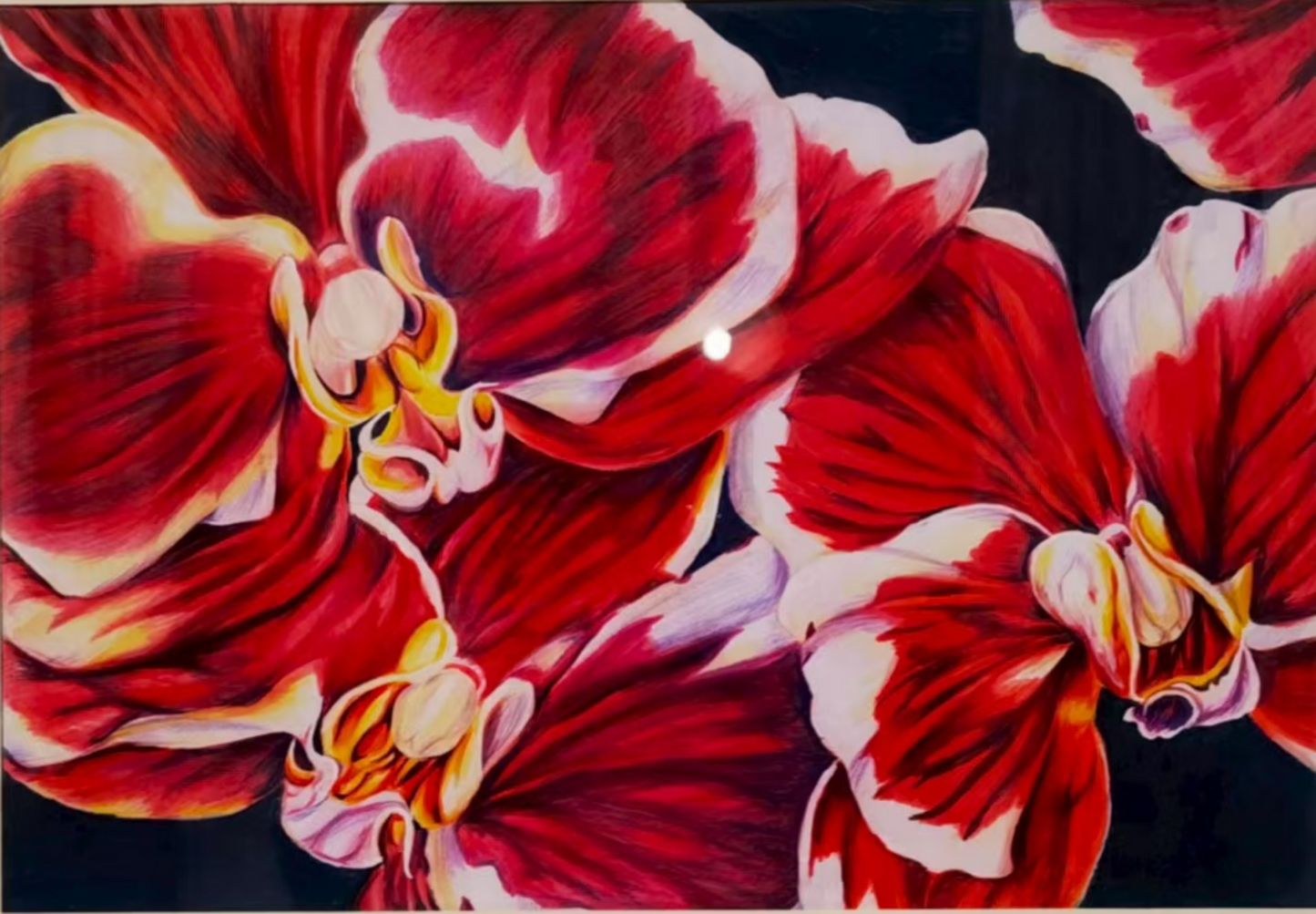 Butterfly Orchid