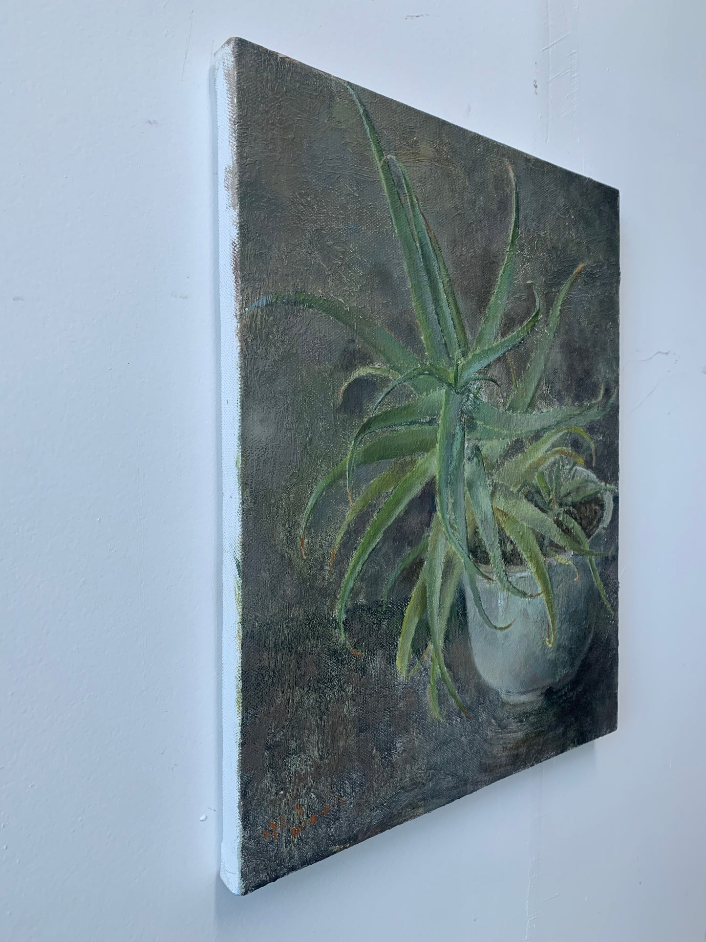 The Quiet Aloe